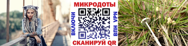 мега как войти  Пласт  Псилоцибиновые грибы Psilocybe 